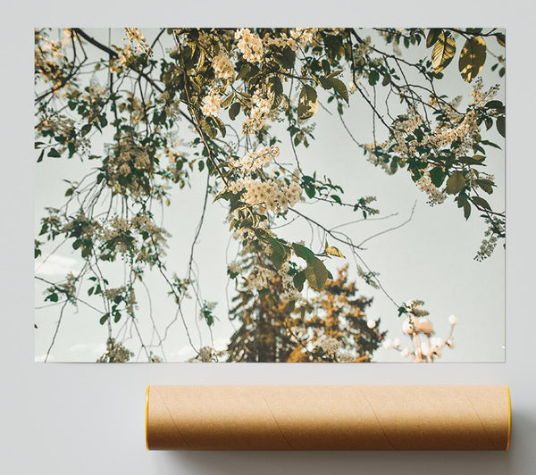 White Blossoms On Sky Giclee Print