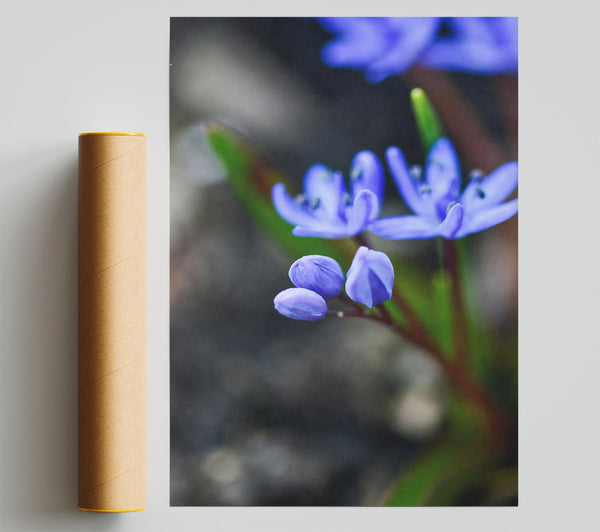 Pale Blue Spring Blooms Giclee Print