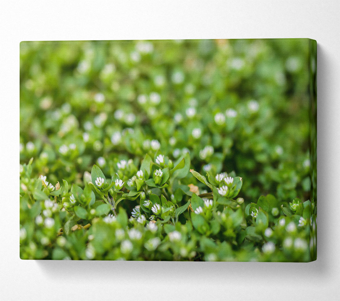  A Canvas Print of Green And White Blooms Canvas Art