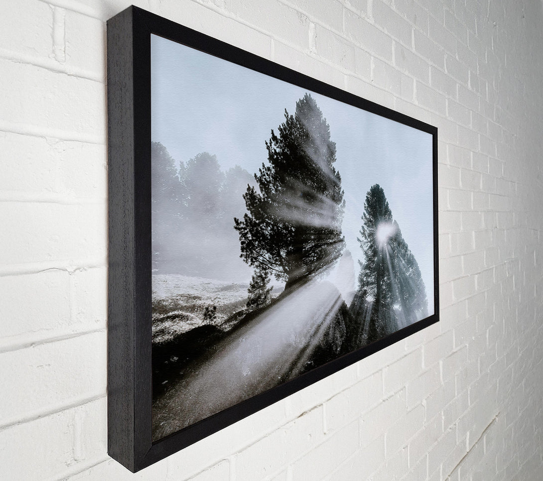  A Canvas Print of Silver Sun Through Pines Canvas Print