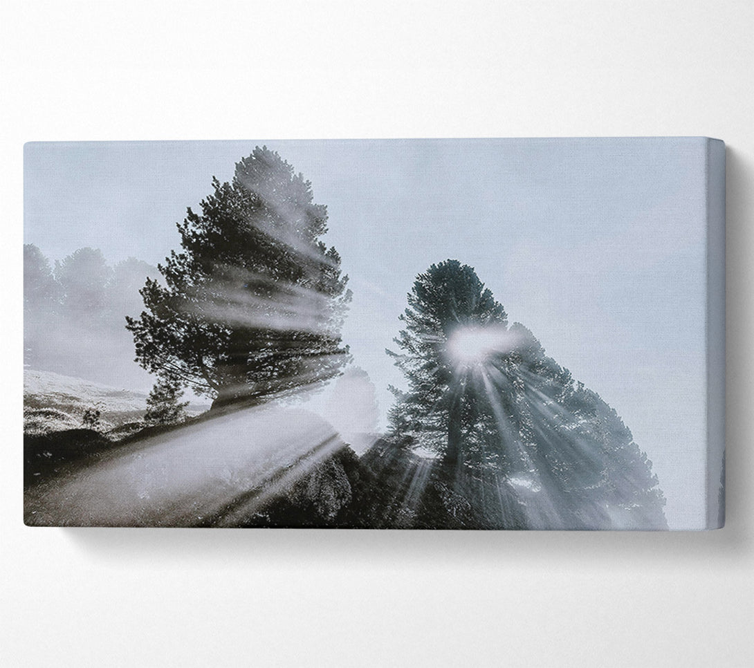  A Canvas Print of Silver Sun Through Pines Canvas Print