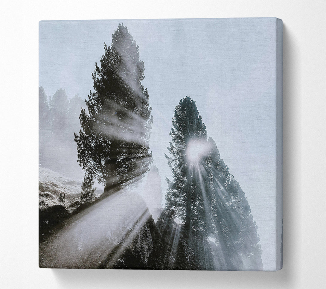  A Canvas Print of Silver Sun Through Pines Canvas Print