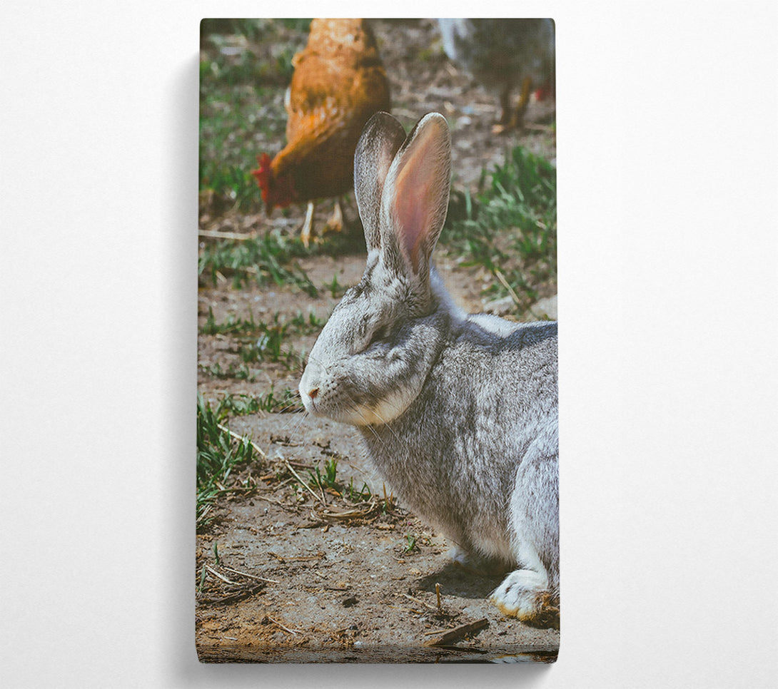  A Canvas Print of Grey Bunny In The Sun Canvas Wall Art