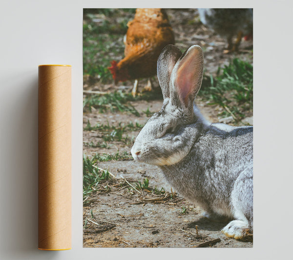 Grey Bunny In The Sun Giclee Print