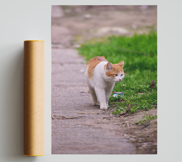Orange Cat Strolling Poster