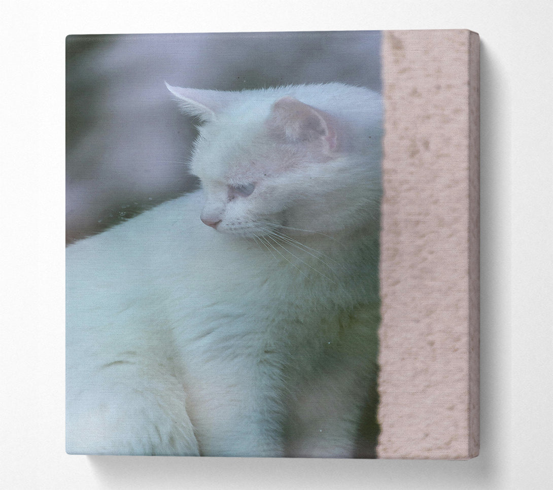  A Canvas Print of White Feline Mystery Canvas Art