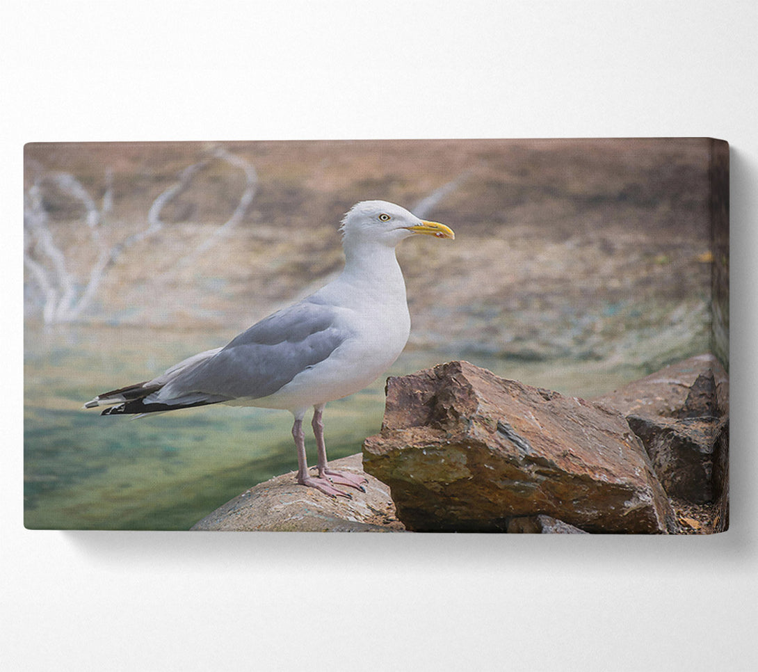  A Canvas Print of White Seagull On Rock Canvas Wall Art