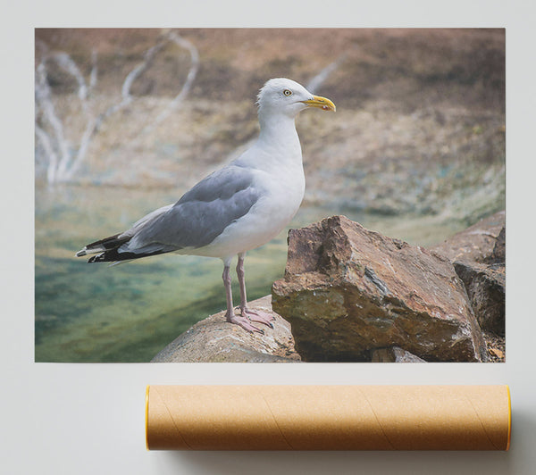 White Seagull On Rock Print
