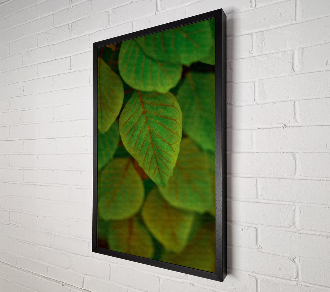  A Canvas Print of Emeralds In The Shade. Canvas Wall Art