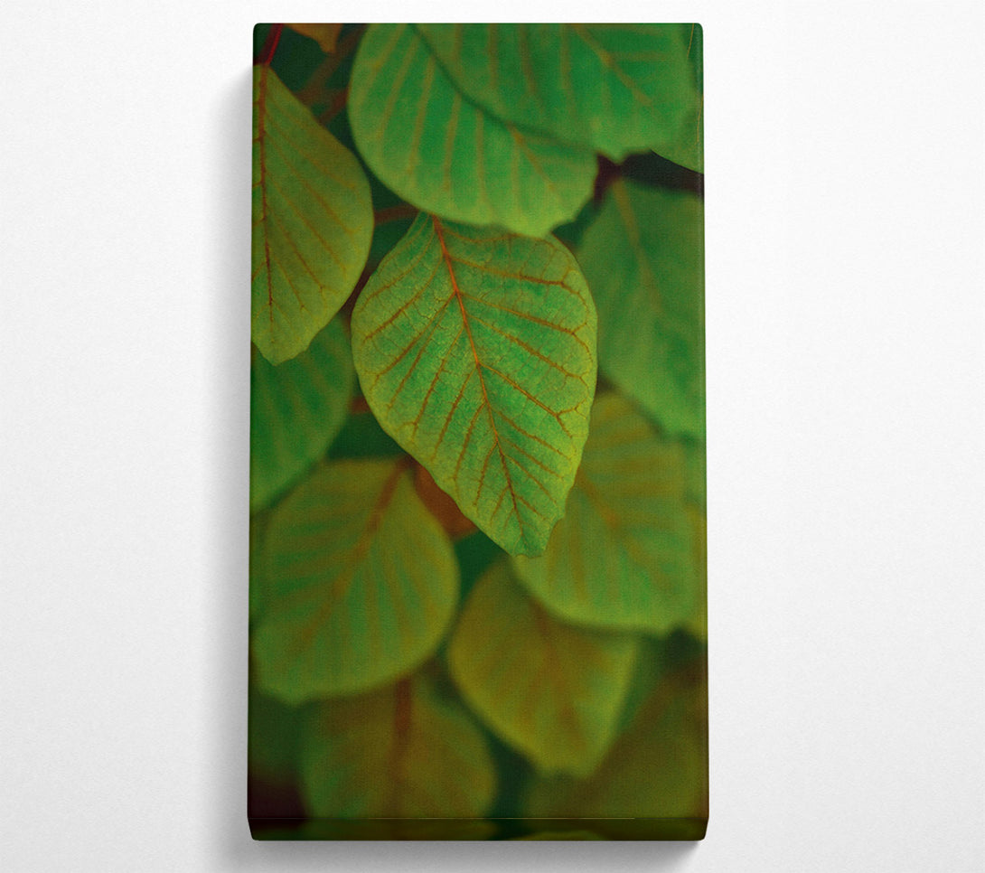  A Canvas Print of Emeralds In The Shade. Canvas Wall Art