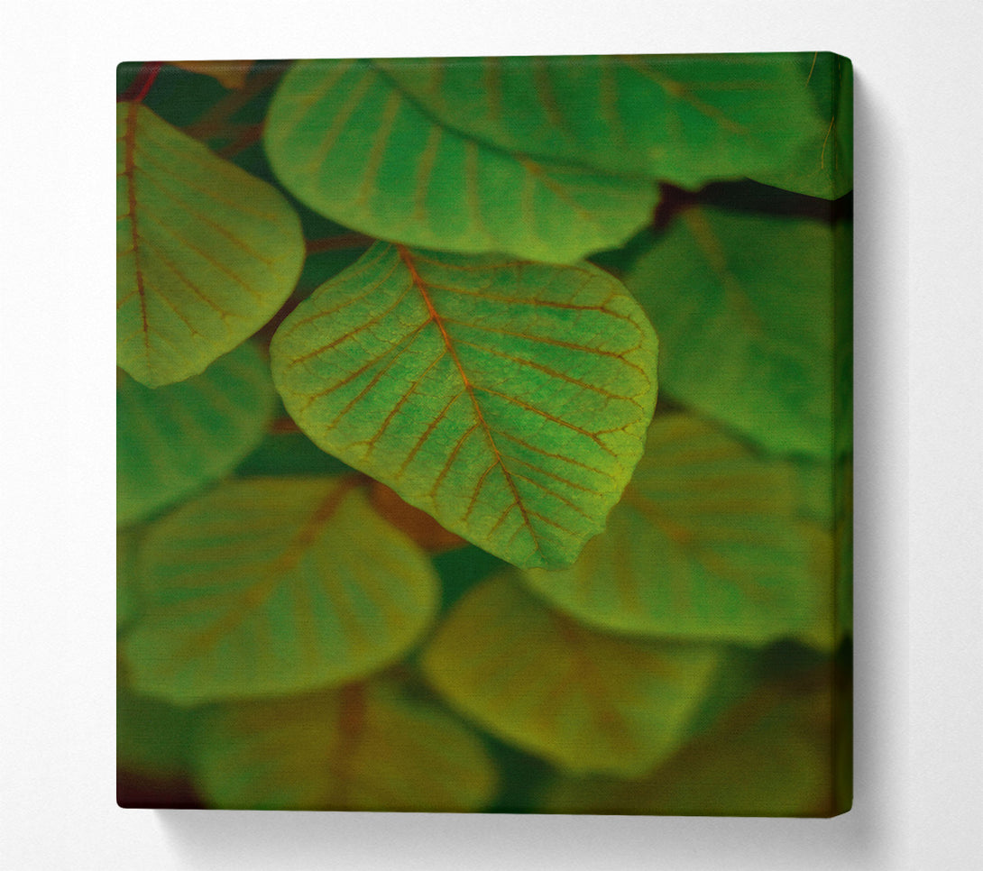  A Canvas Print of Emeralds In The Shade. Canvas Wall Art