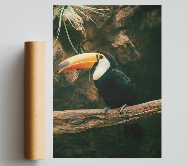 Black Toucan On Branch Giclee Print