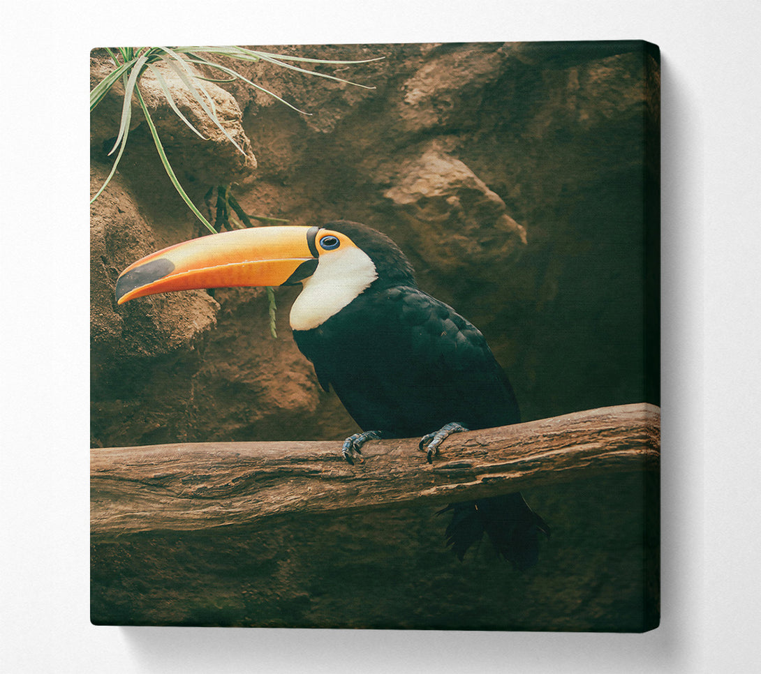  A Canvas Print of Black Toucan On Branch Canvas Wall Art