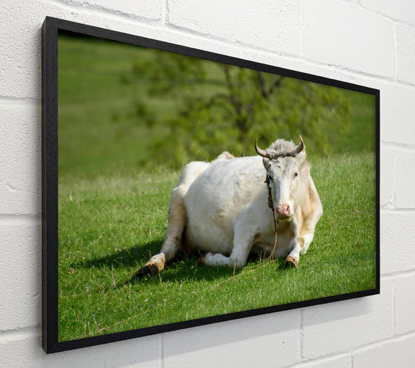 White Cow Resting