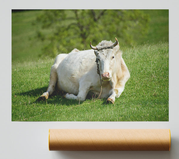 White Cow Resting Print