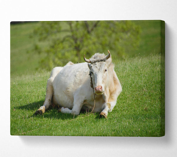  A Canvas Print of White Cow Resting Canvas Print