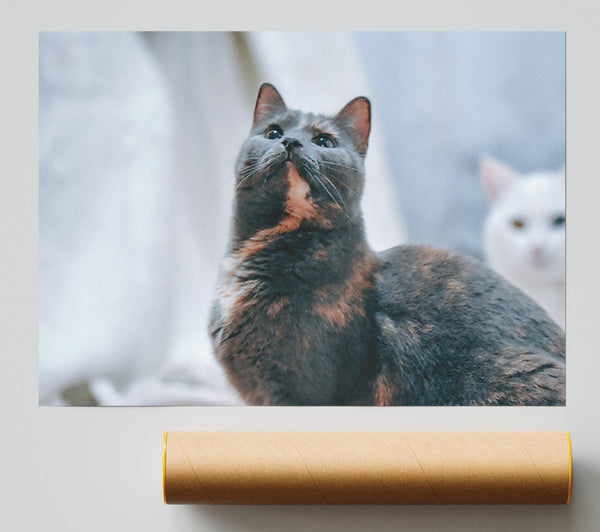 Gray Cat'S Gaze Giclee Print