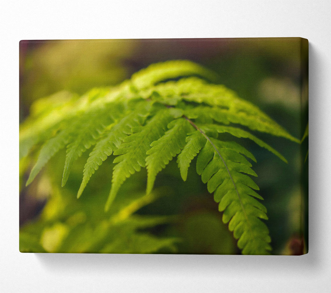  A Canvas Print of Emerald Fern Fronds Canvas Art
