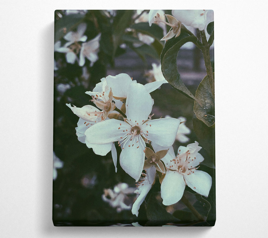  A Canvas Print of White Blossoms In Bloom Canvas Wall Art