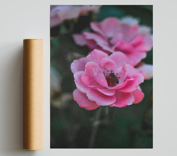 Pink Rose With Bee Giclee Print