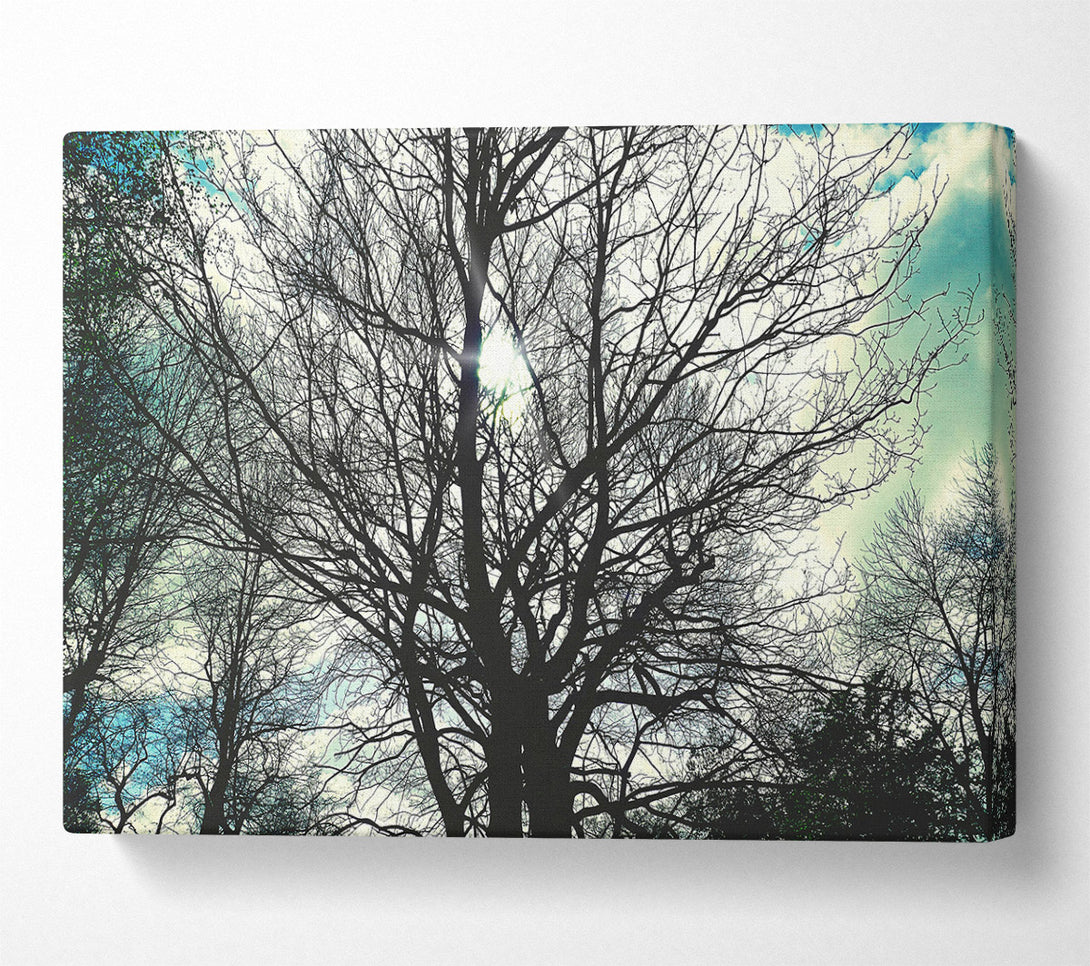 A Canvas Print of Blue Sky Branches Canvas Print