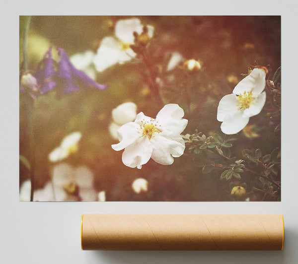 Golden White Bloom Giclee Print