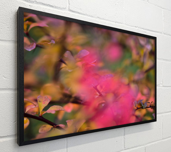 Pink Autumn Leaves