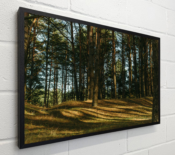 Golden Sun Through Pines