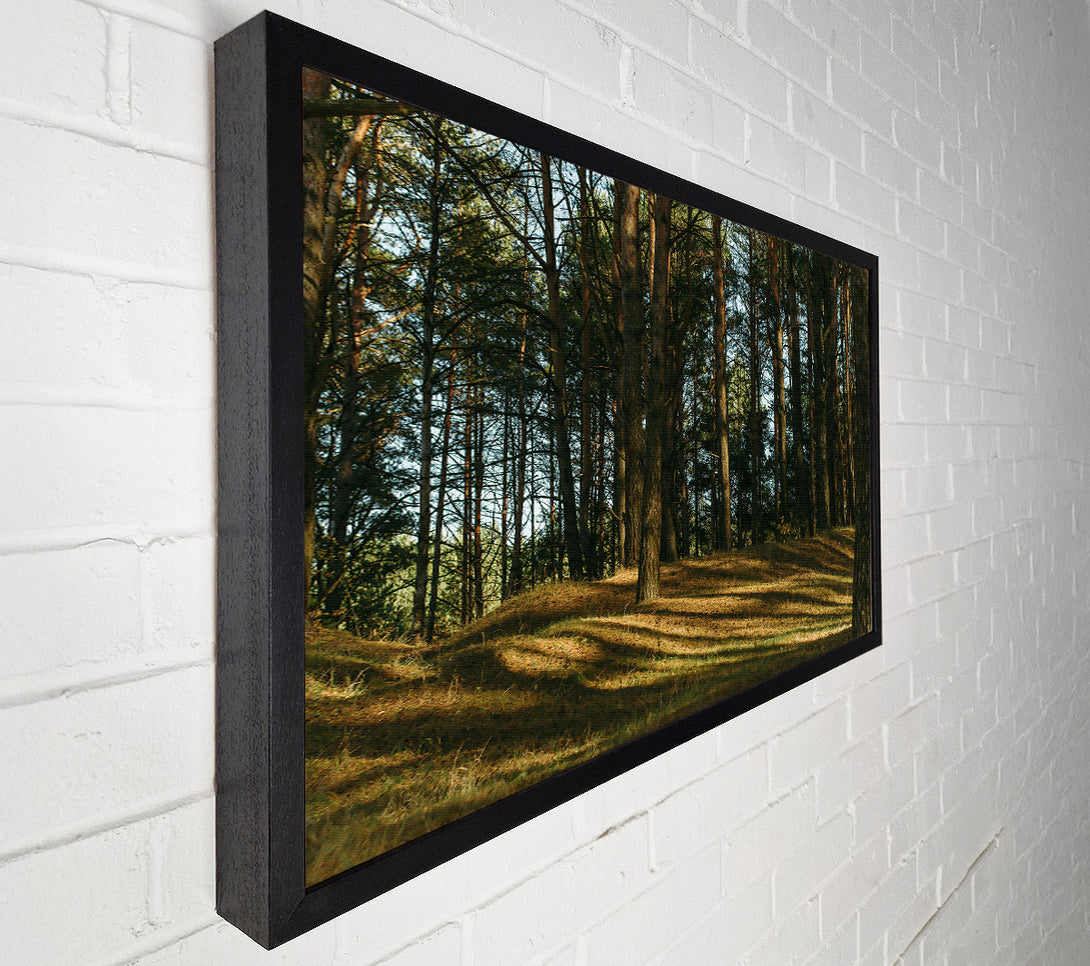  A Canvas Print of Golden Sun Through Pines Canvas Art
