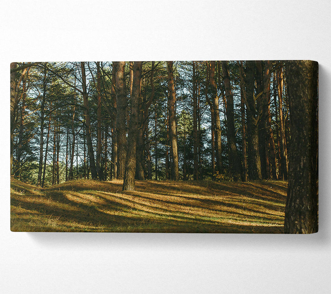  A Canvas Print of Golden Sun Through Pines Canvas Art
