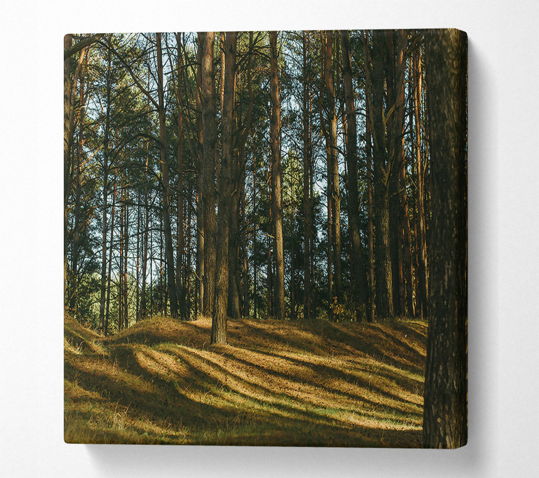  A Canvas Print of Golden Sun Through Pines Canvas Art