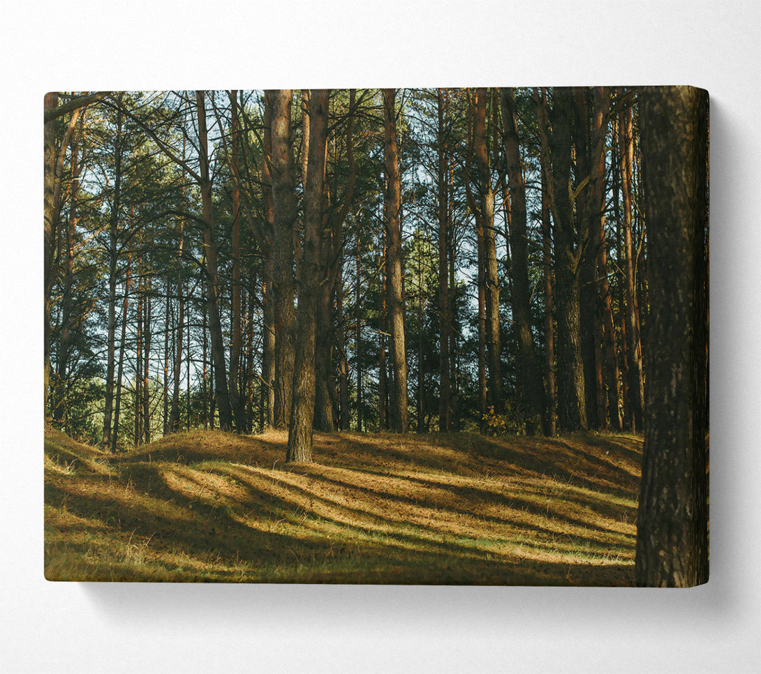  A Canvas Print of Golden Sun Through Pines Canvas Art