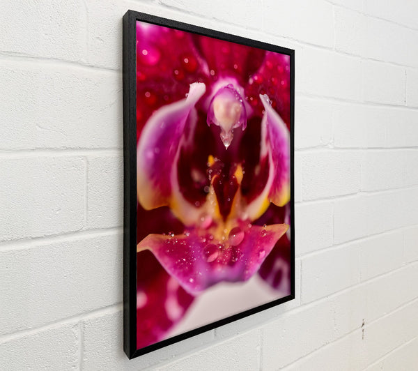 Crimson Orchid Dewdrop
