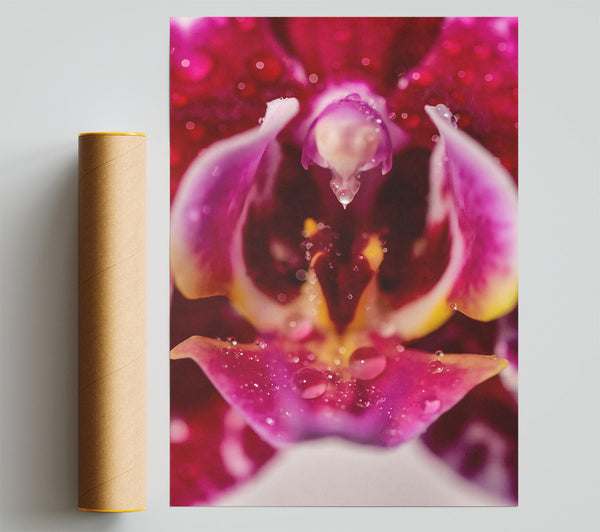Crimson Orchid Dewdrop Poster
