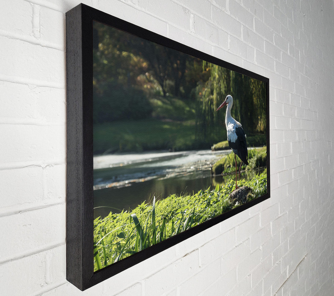  A Canvas Print of White Stork By The Pond. Canvas Print
