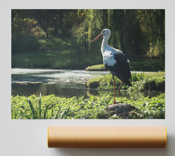 White Stork By The Pond. Poster