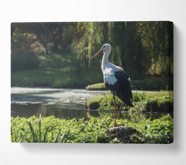  A Canvas Print of White Stork By The Pond. Canvas Print