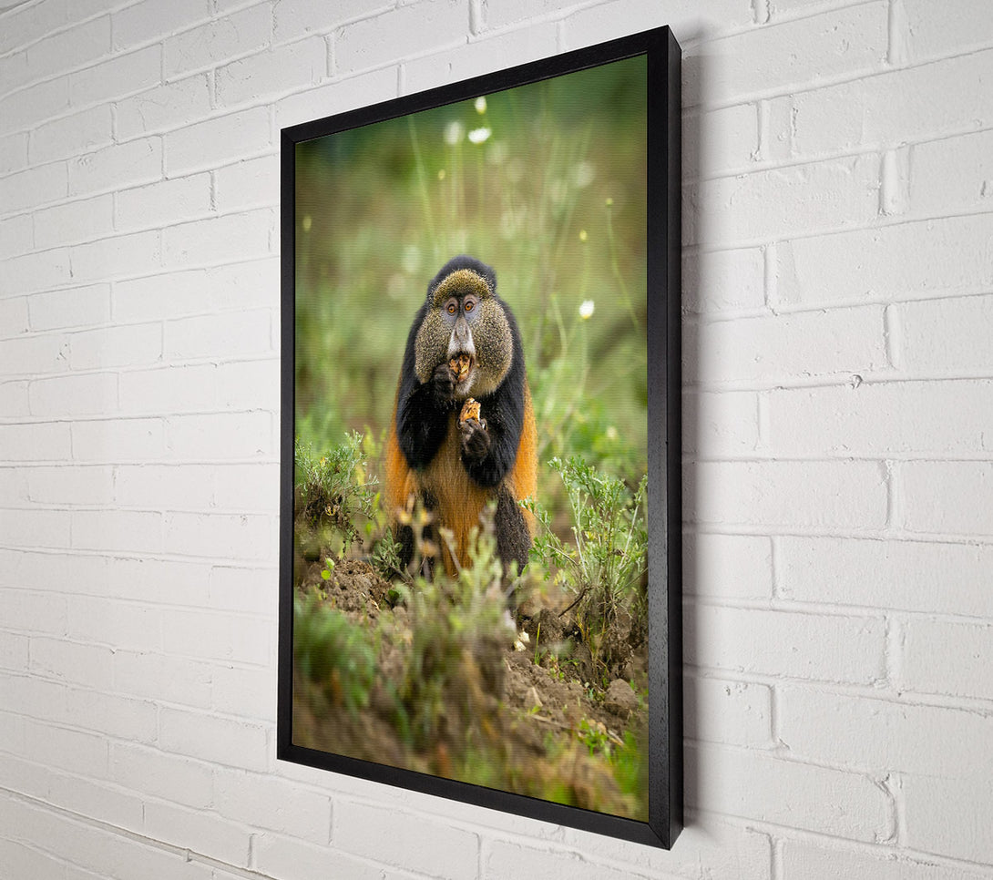  A Canvas Print of Golden Furry Feast Canvas Art
