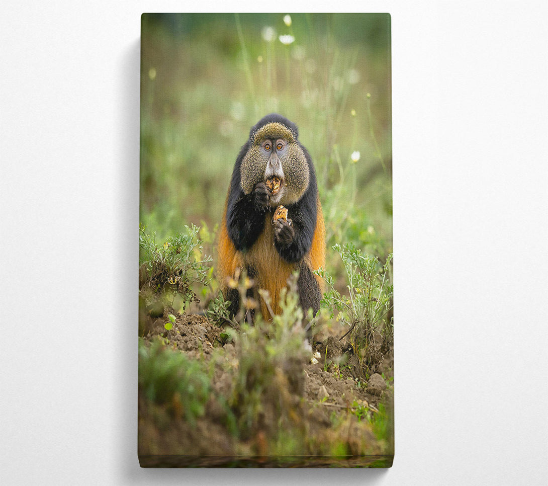  A Canvas Print of Golden Furry Feast Canvas Art