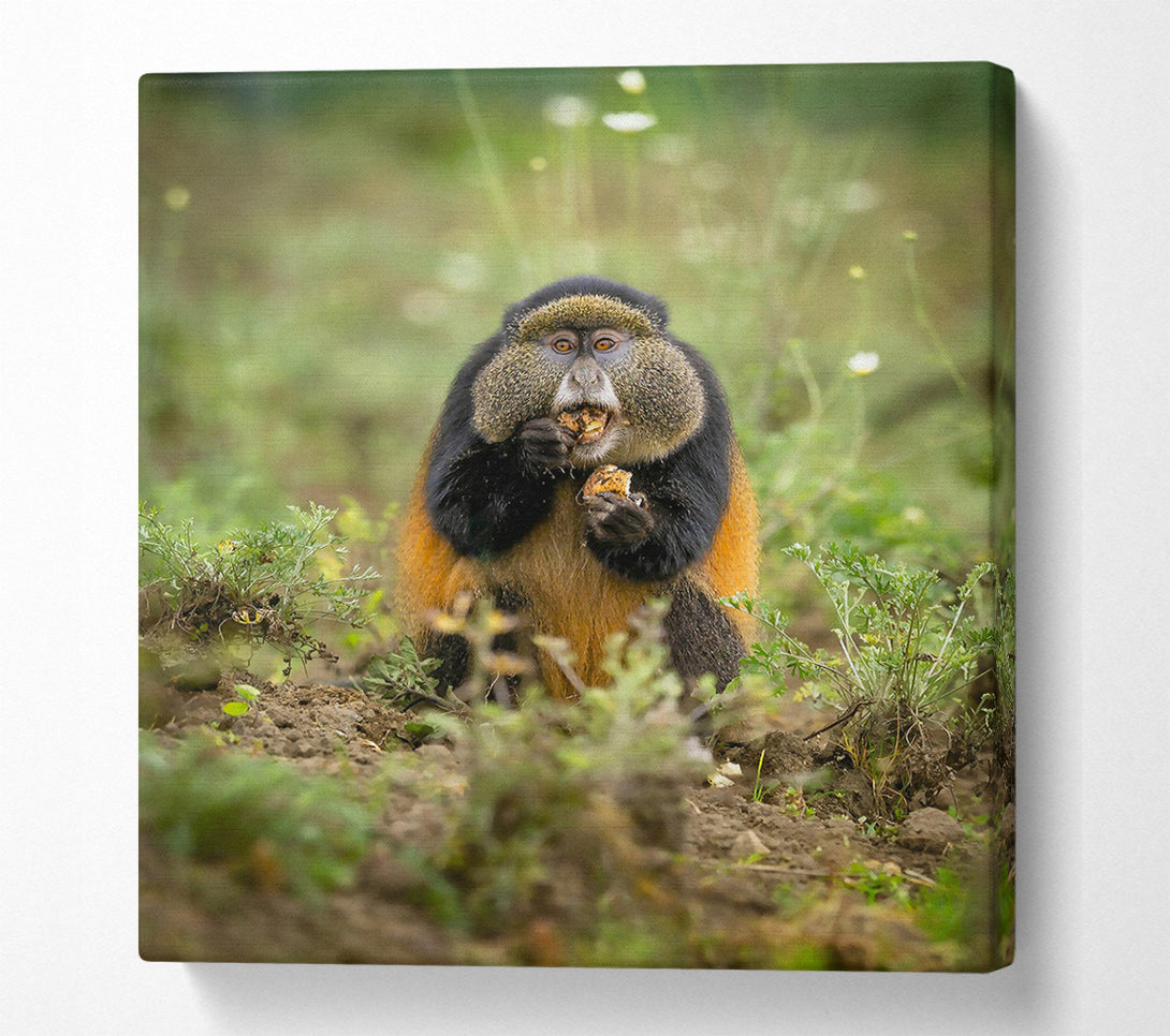  A Canvas Print of Golden Furry Feast Canvas Art