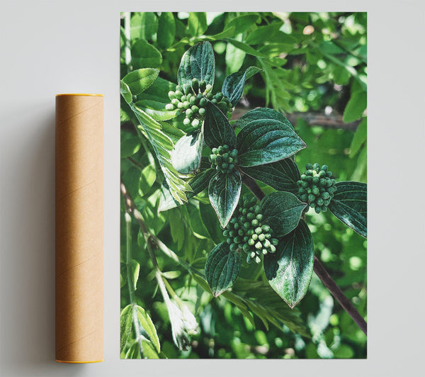 Emerald Budding Branch Print