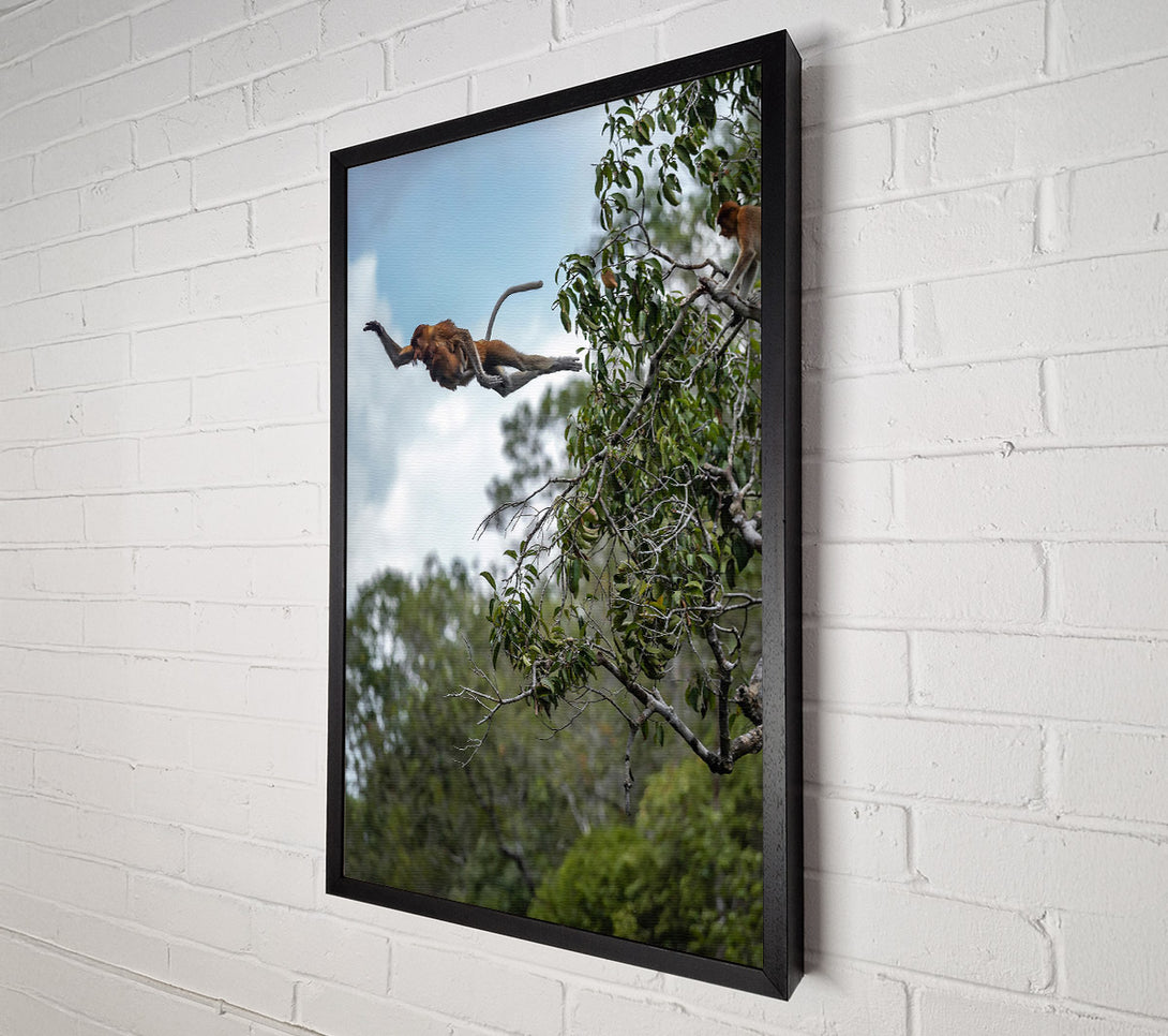  A Canvas Print of Brown Leaping Proboscis Canvas Print