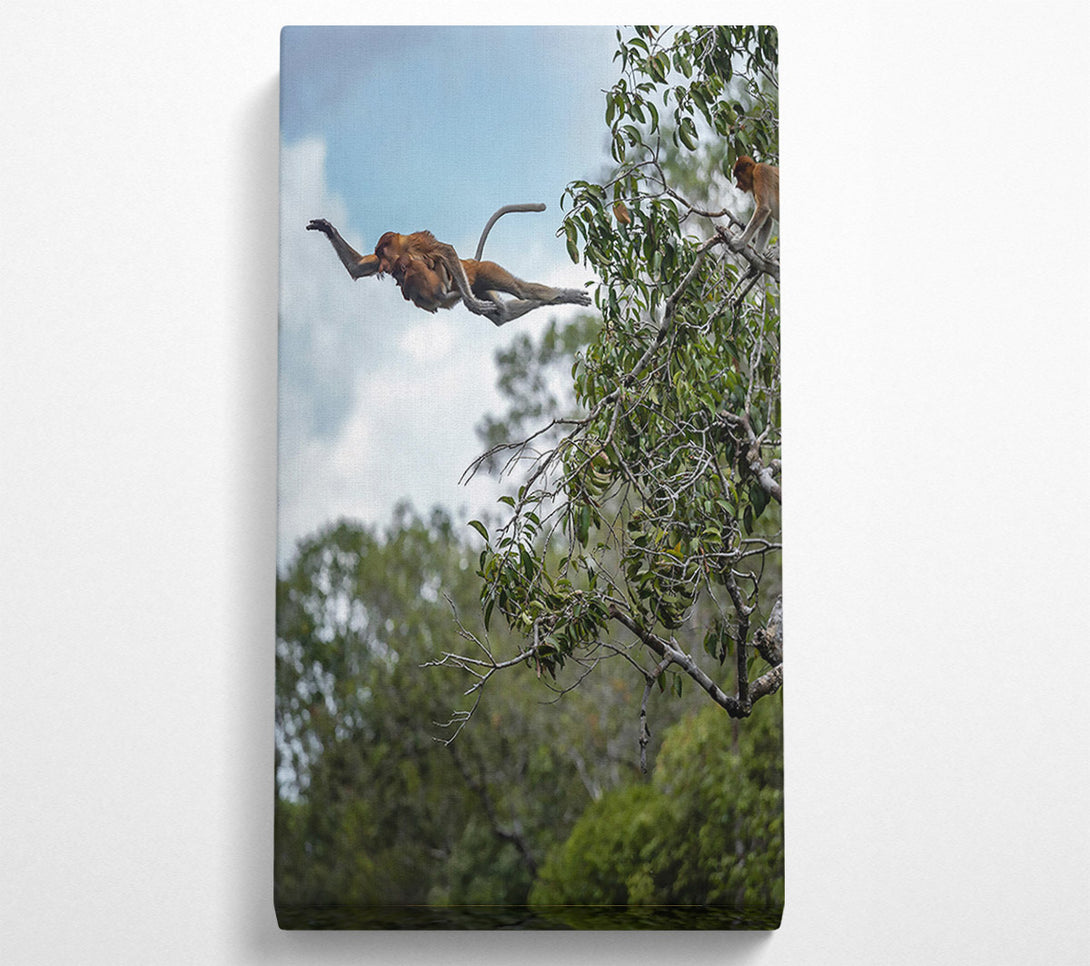  A Canvas Print of Brown Leaping Proboscis Canvas Print