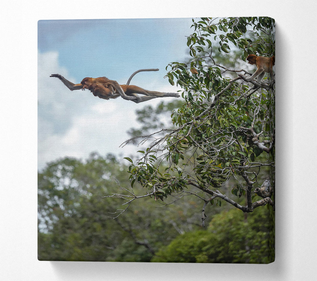  A Canvas Print of Brown Leaping Proboscis Canvas Print