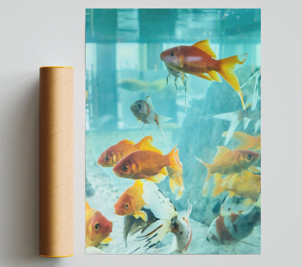 Orange Fin Symphony Print