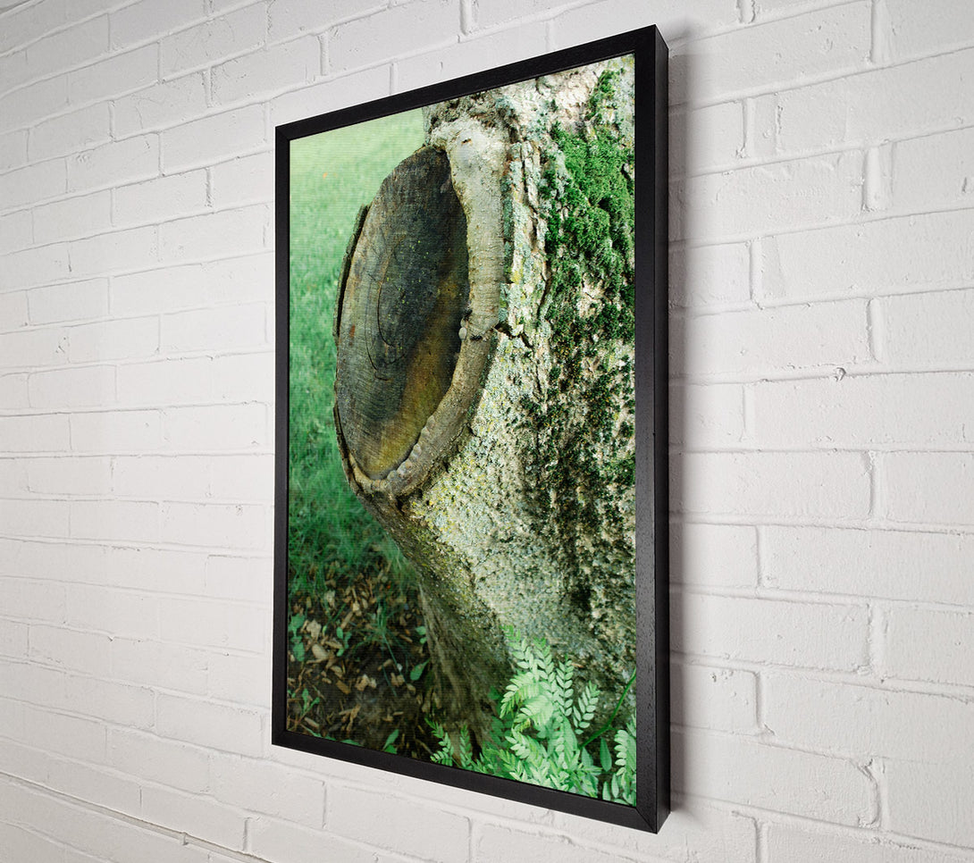  A Canvas Print of Green Tree Stump Scars Canvas Art