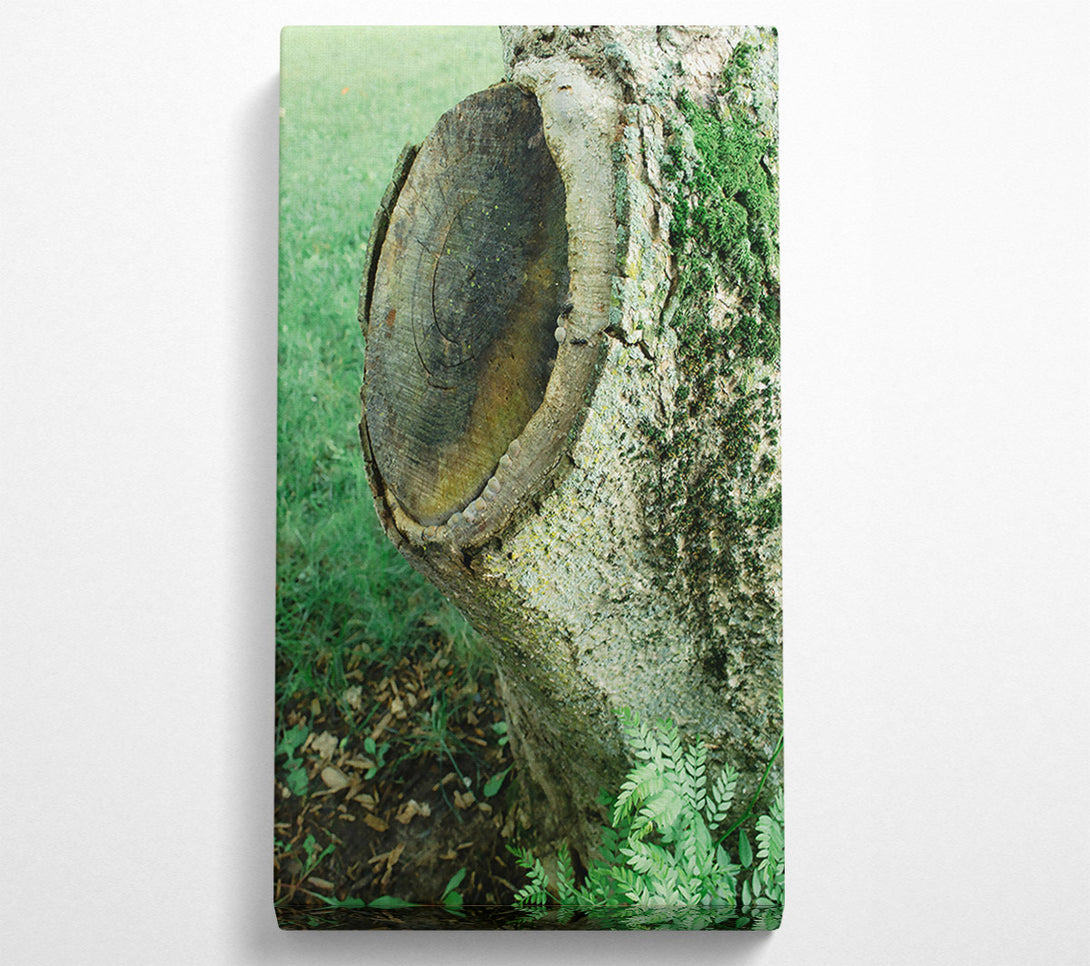  A Canvas Print of Green Tree Stump Scars Canvas Art