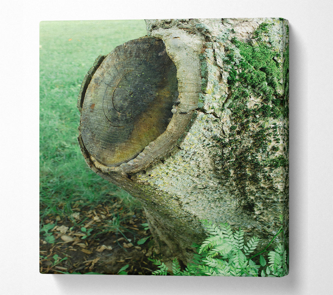  A Canvas Print of Green Tree Stump Scars Canvas Art