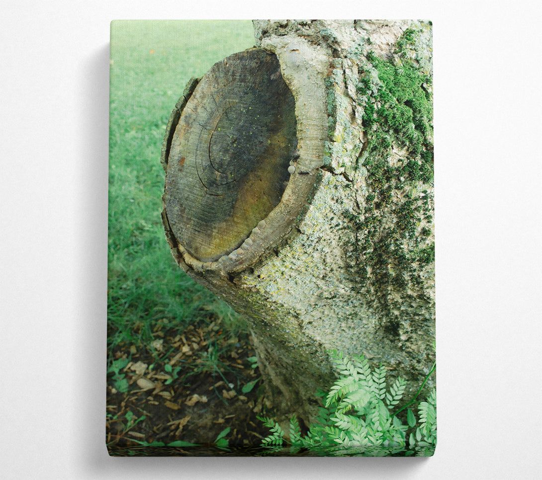  A Canvas Print of Green Tree Stump Scars Canvas Art