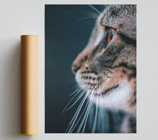 Blue Whisker Gaze Poster